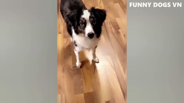 Funny Tiktok Dogs And Cats - Try Not To Laugh Animals 2022