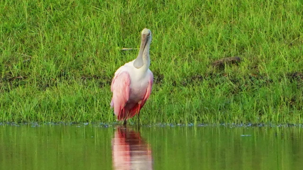 Roseate Spoonbill: 10-13-2024