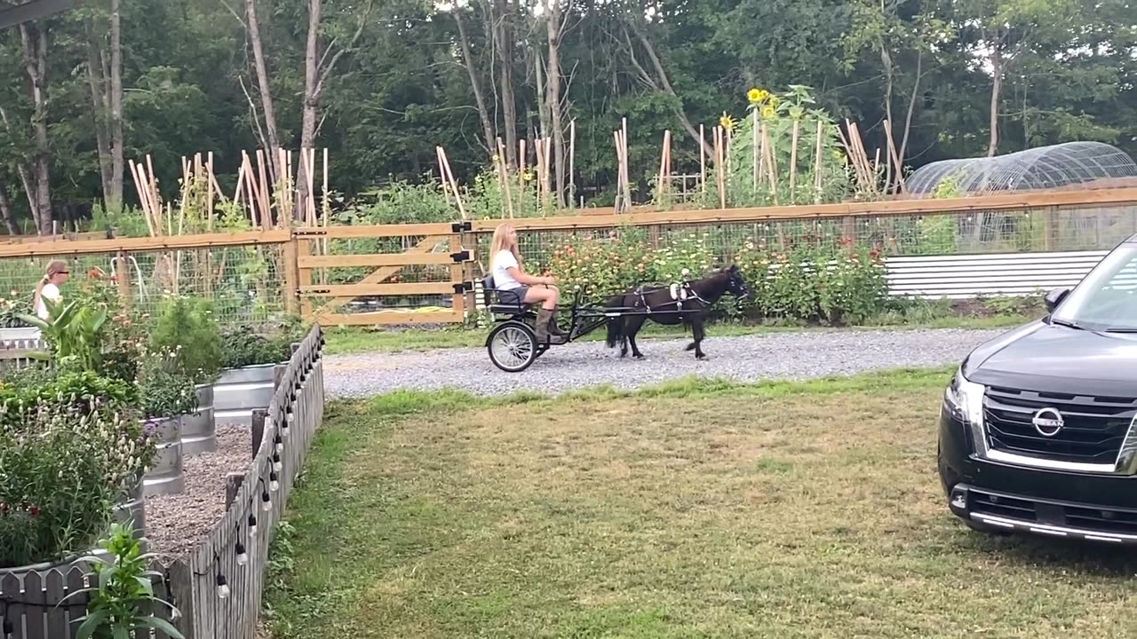 Mini Horse Carriage Pull 08.2022