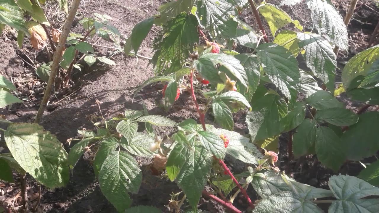 Ripe raspberries October 19