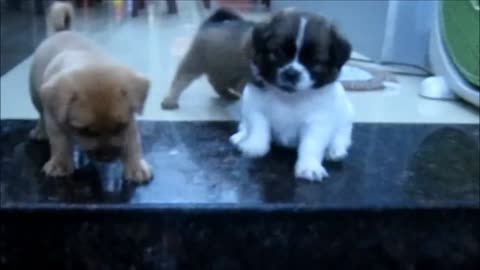 puppy cries so cute when she trying down stairs