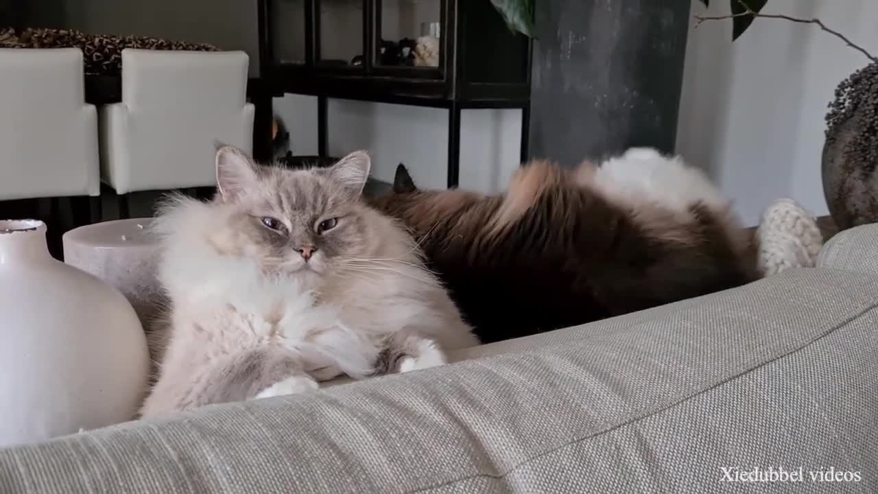 Need A Laugh? Watch These Funny Cats 🤣