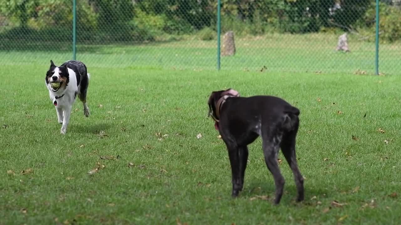 CUTEST AND SWEETER PUPPIES IN HIGH RESOLUTION!