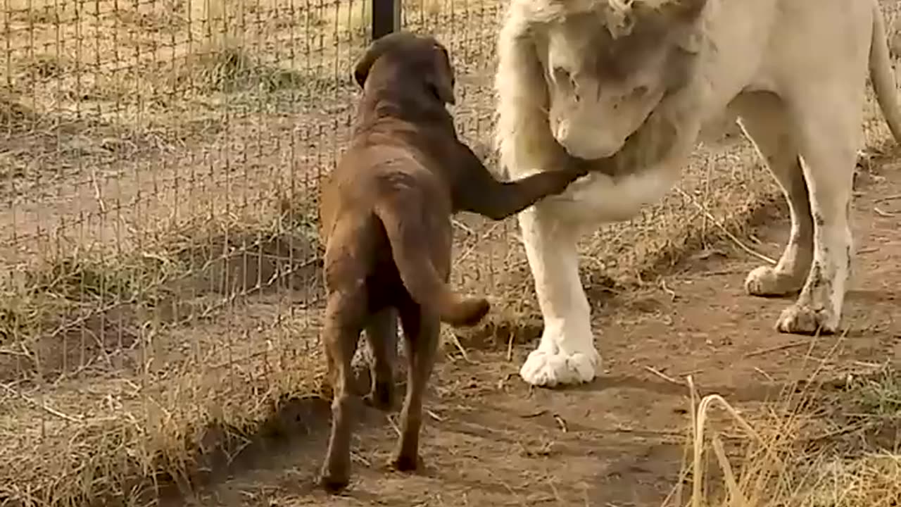 Cute Lion Gives Smooches to Puppy's Paw!