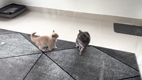 Kitten Meows Before Attacking Cat