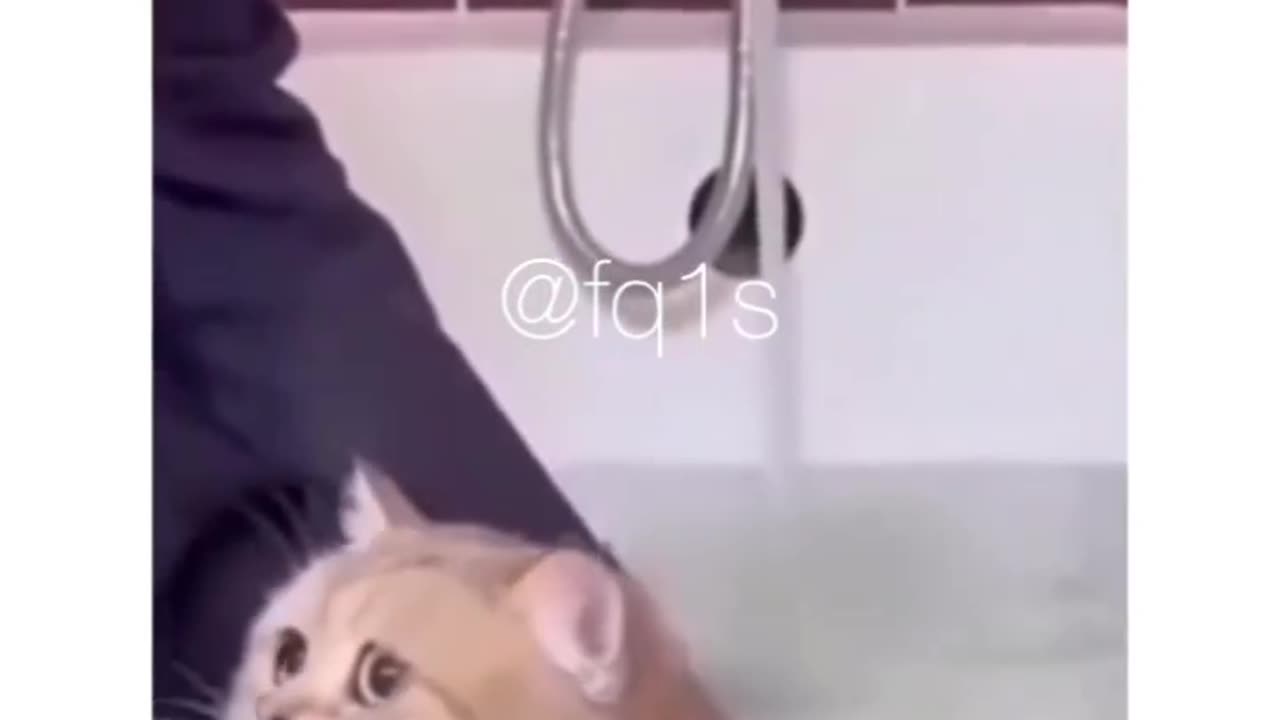 Cat demand towel or something