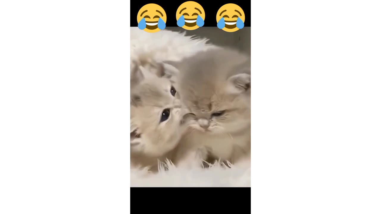 Beautiful naughty cats 🥰🥰 very funny hahah