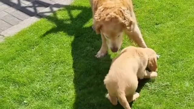 Dog Meets New Puppy For the First Time When Owner Bring her Home