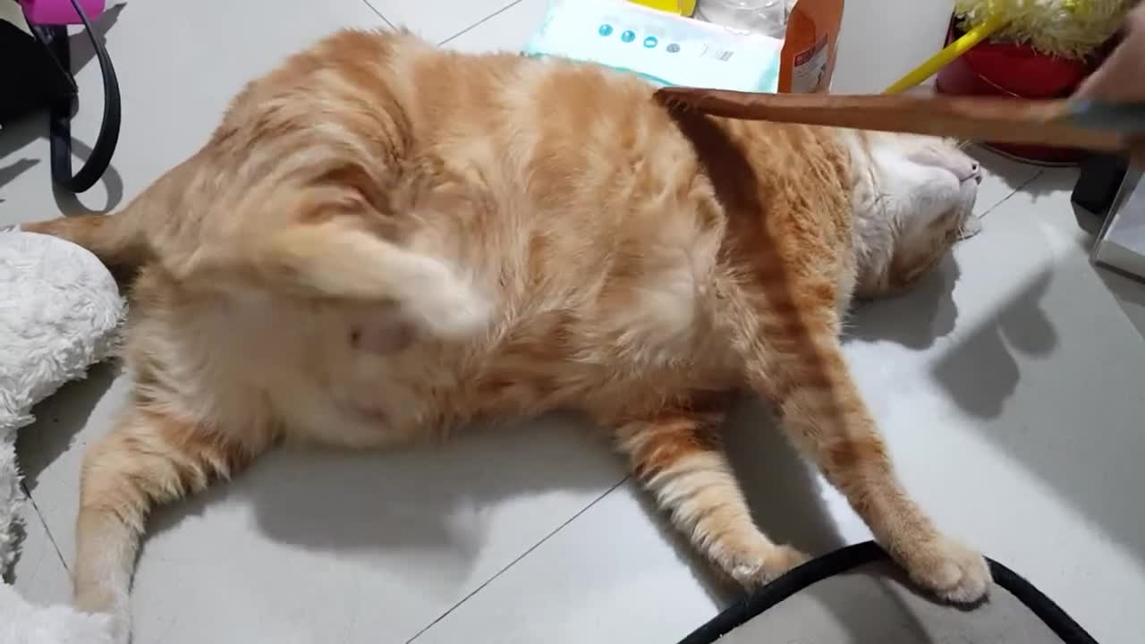 This is how a fat cat reacts when getting back scratch