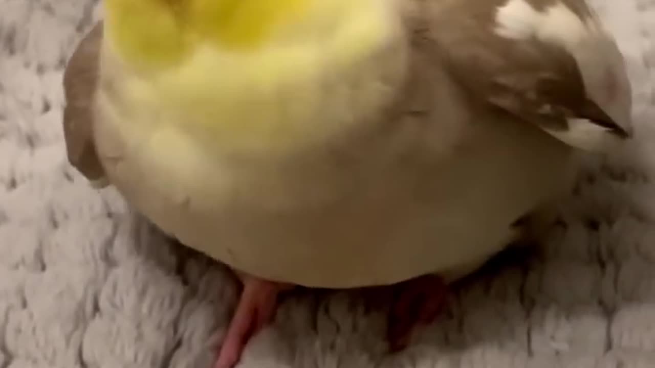 Cookie Song Cockatiel __ Cockatiel Singing - birds cute videos