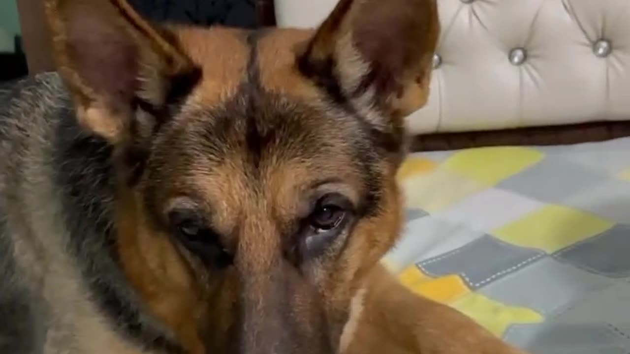 Gernam Shepherd In other countries#funny dog videos