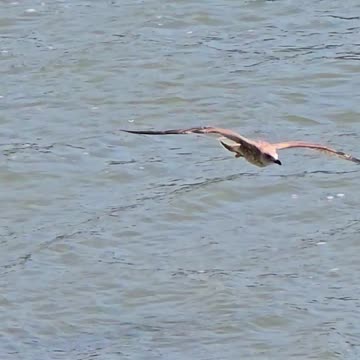 Beautiful seagull in flight.