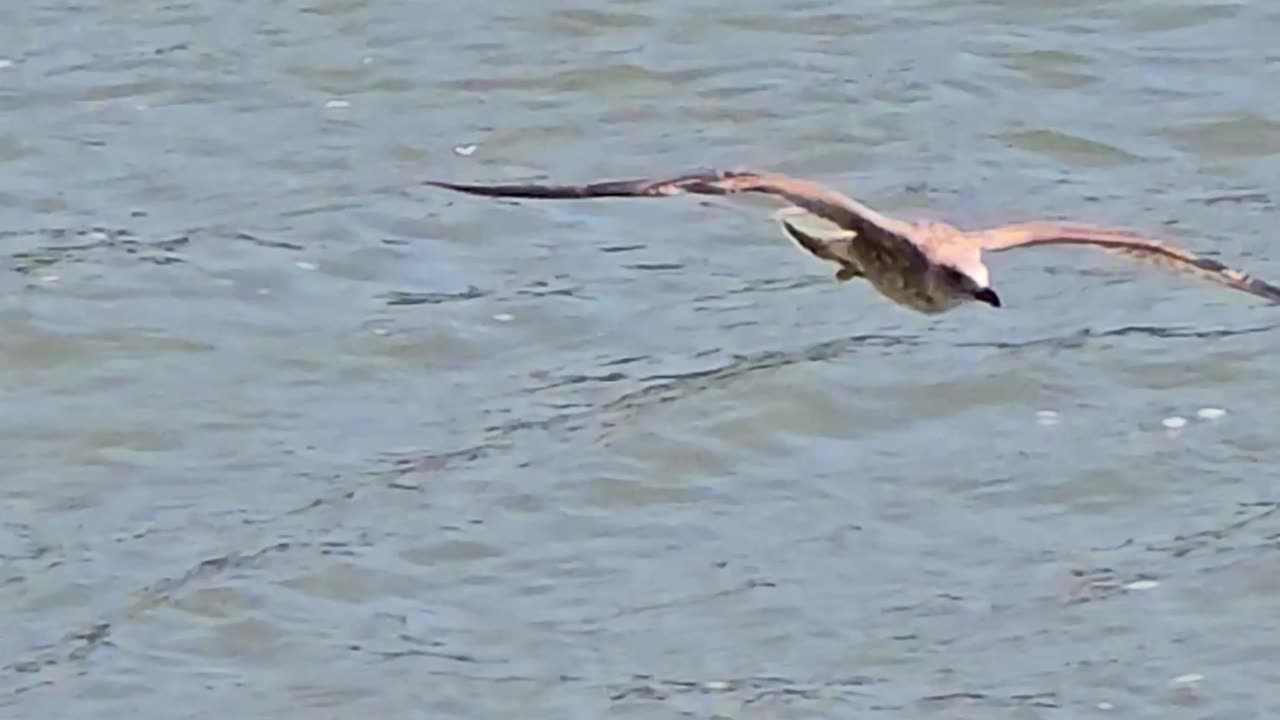 Beautiful seagull in flight.