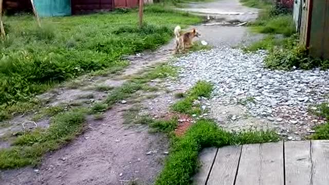 Funny video with many dogs