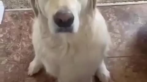 Awww Funny dog