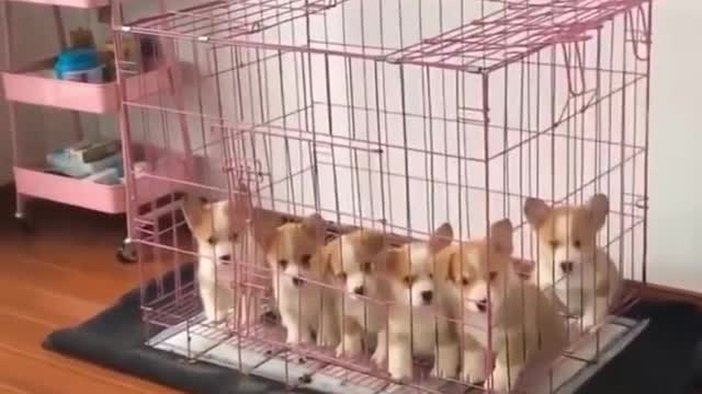 what else to say beyond it's cuteness