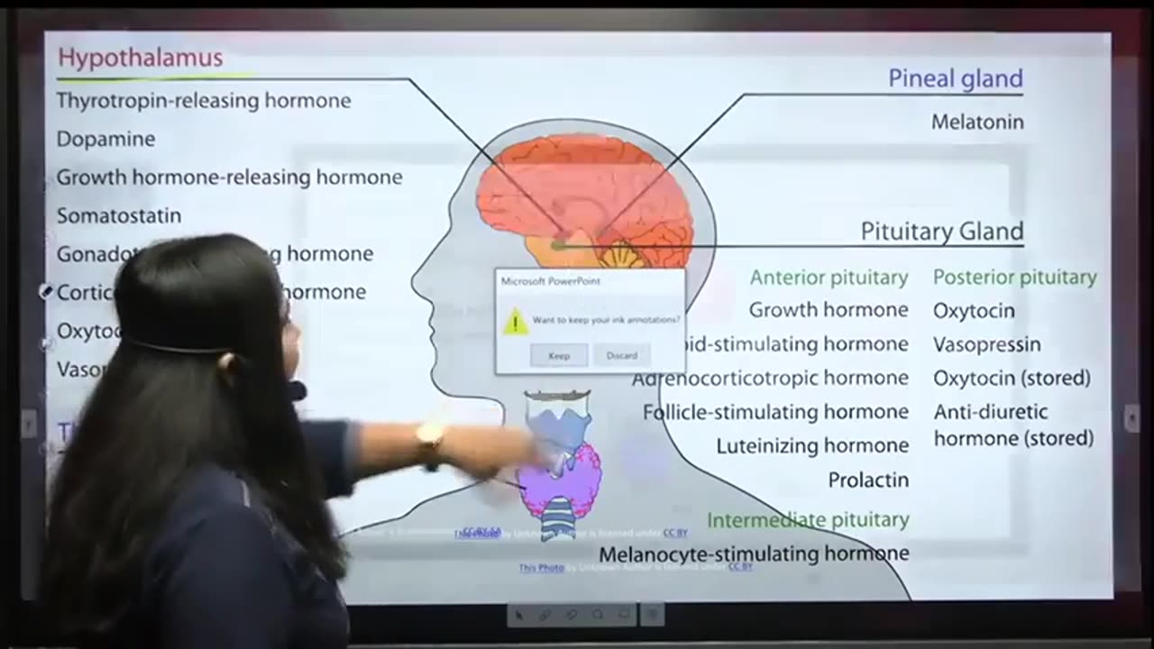 51 Glands & Harmones 9