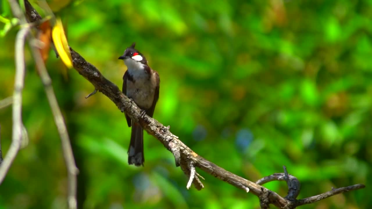 Oiseau oiseau oiseau