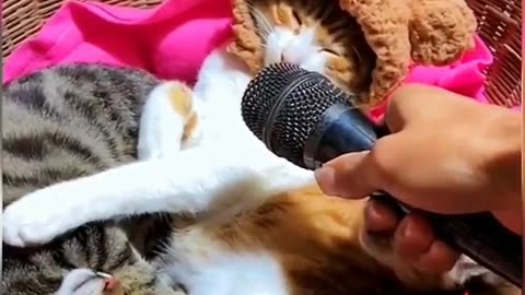 Funny Cat Video For Kids