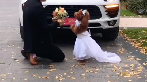 cute dog getting married