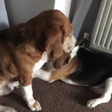 I clean your ears, lets play!