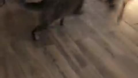 Cat and dog fight