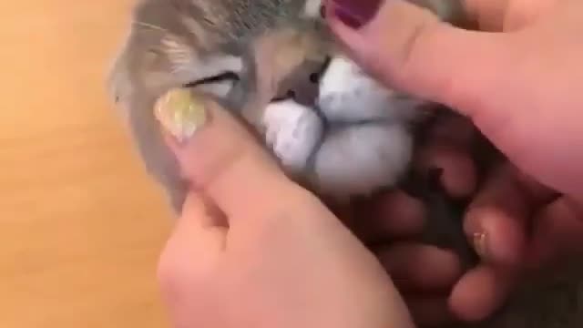 Cat likes to be massagged