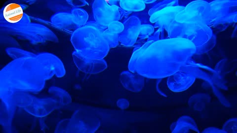 Jellyfish : Bringing the Under Water Experience Live to you