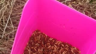 Why I don't like wholegrain horse feed *graphic ish content*