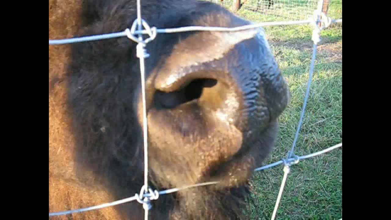 Ma Bison Stops By