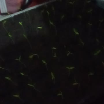 Siram Bibit Cabai Hari ke 8 Setelah Semai | Pertanian Cabai Atau Rica PART 2