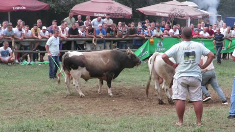 Lugo od Begića vs Lugo od Poljića Lugovi 2024