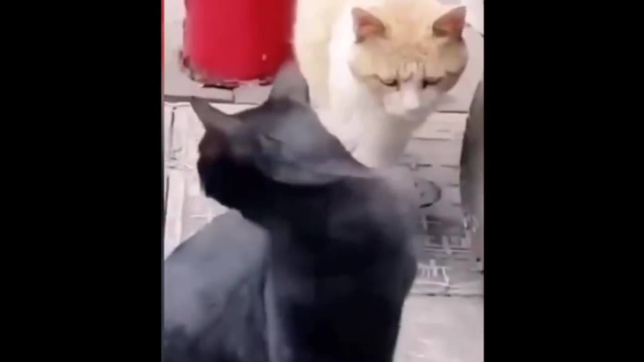 Funny Animals Video