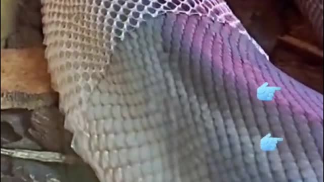 This is a snake shedding its skin, and it looks very unstressed