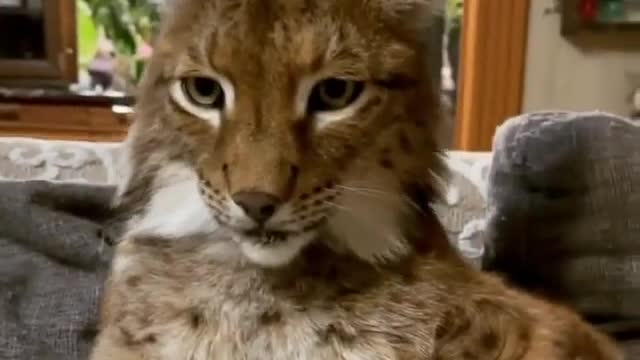 Big cat taking massage and lots of love from Owner