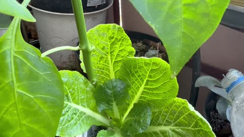 Two friends in a pot