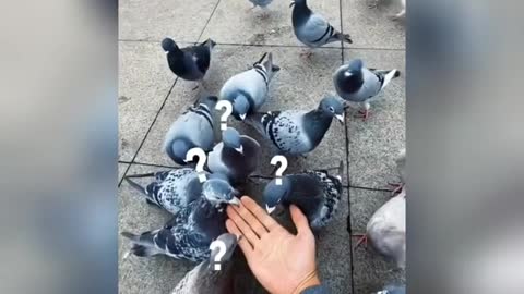 This is the real pigeon