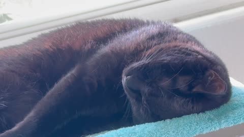 Adopting a Cat from a Shelter Vlog - Cute Precious Piper Demonstrates a New Yoga Pose