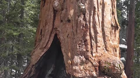 Walking through a hollowed out huge dead Sequoia Tree in Cal 5/8/23