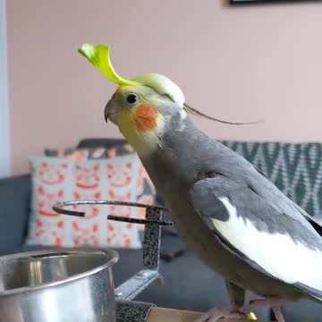 Wonderful singing of the cocktail bird with a piece of lettuce on its head
