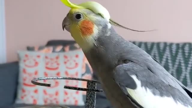 Wonderful singing of the cocktail bird with a piece of lettuce on its head