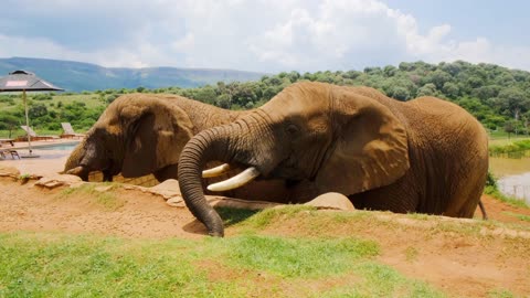 Beautiful elephants taking sun bath.