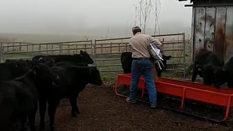 Feeding Calves