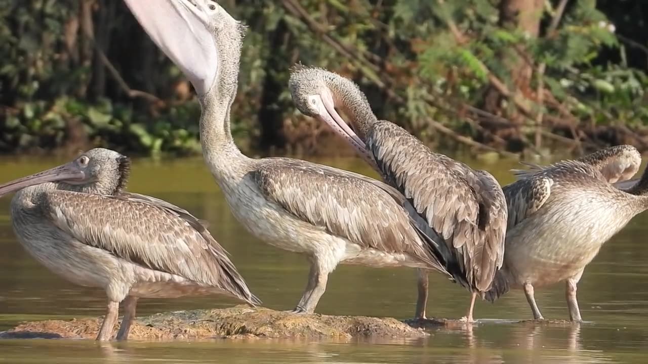 These birds fly and make nature more beautiful