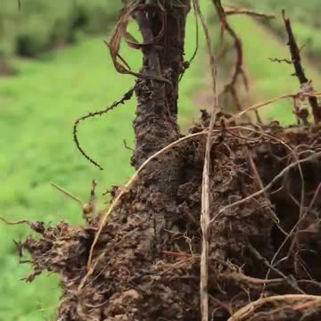 Stem rot on a Norway spruce transplant