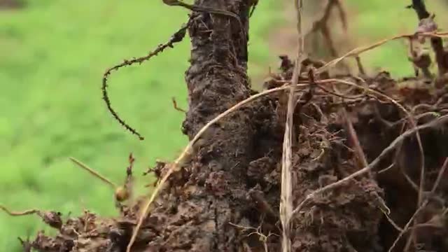 Stem rot on a Norway spruce transplant