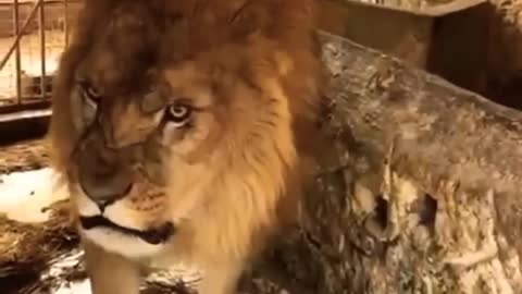 Animals