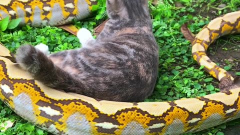 A sunny day is the time for cats and snakes to play in the yard