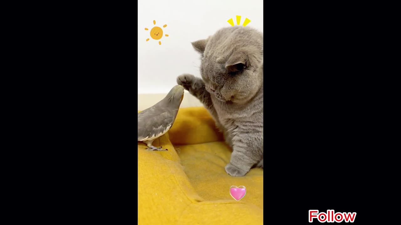 Funny Cat videos 2024 #viral