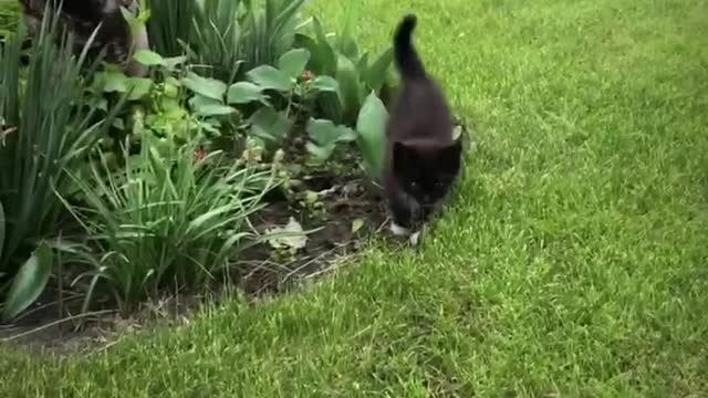 little cute kitten the first time playing outside